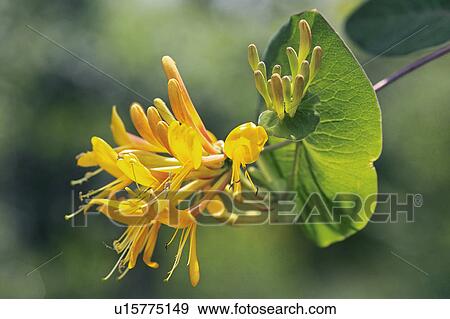 Lonicera heckrottii View Large Photo Image Stock Photo - Lonicera heckrottii. Fotosearch