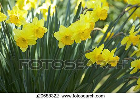 Narcissus View Large Photo Image Stock Image - Narcissus. Fotosearch