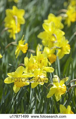 Stock Photo - Narcissus. Fotosearch