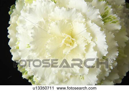 Ornamental cabbage View Large Photo Image Stock Image - Ornamental cabbage. Fotosearch