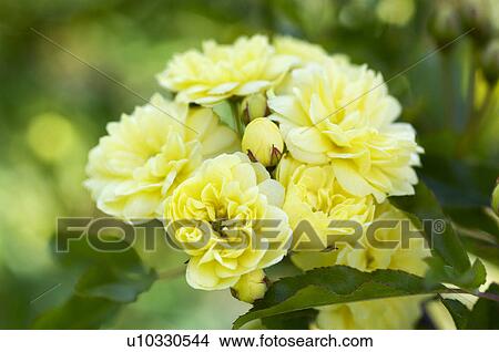 Picture - Rosa Banksiae Lutea. Fotosearch