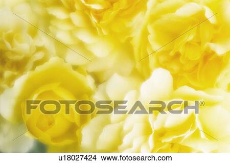 Picture - Rose. Fotosearch
