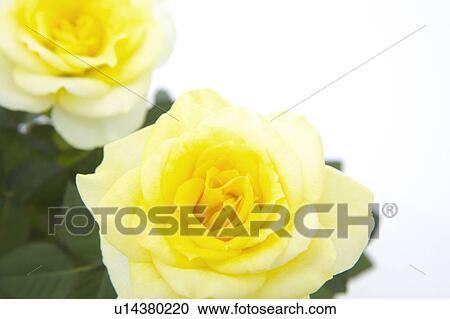 Stock Image - Rose. Fotosearch