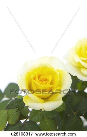 Rose View Large Photo Image Stock Photo - Rose. Fotosearch