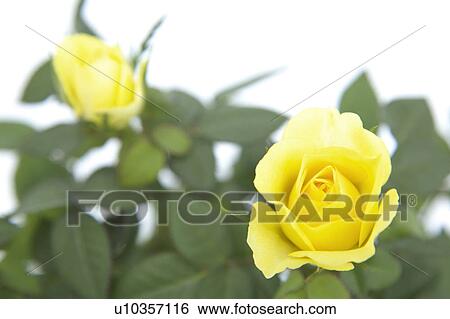 Rose View Large Photo Image Stock Photograph - Rose. Fotosearch