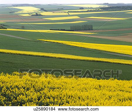 Picture - Rural landscape. Fotosearch