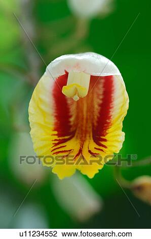 Stock Image - Shell ginger. Fotosearch