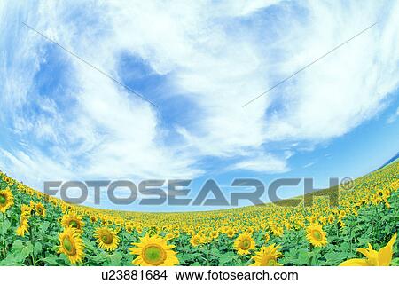 Picture - Sunflower. Fotosearch