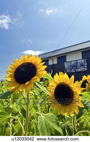 Stock Image - Sunflower. Fotosearch