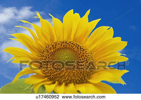 Stock Image - Sunflower. Fotosearch