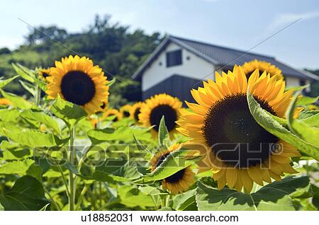 Stock Image - Sunflower. Fotosearch