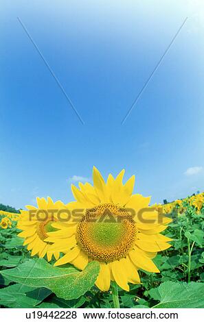 Stock Photo - Sunflower. Fotosearch