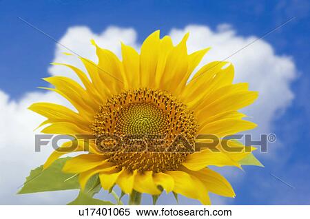Stock Photography - Sunflower. Fotosearch