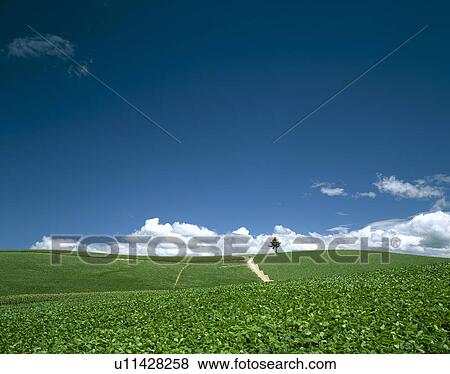 Stock Photo - Biei-cho. Fotosearch
