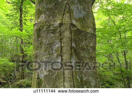 Picture - Big tree. Fotosearch