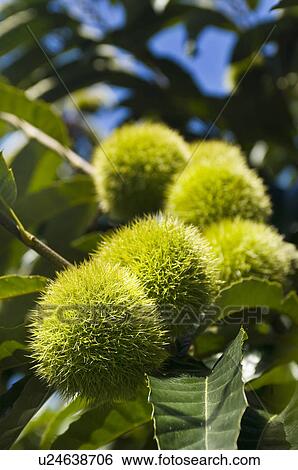 Chestnut bur View Large Photo Image Stock Photograph - Chestnut bur. Fotosearch