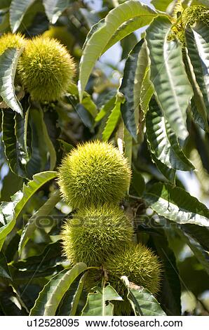 Stock Photography - Chestnut bur. Fotosearch