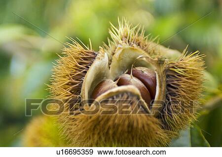 Chestnut View Large Photo Image Stock Photo - Chestnut. Fotosearch