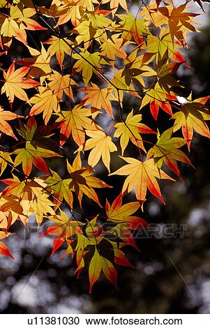 Stock Image - Colored leaves. Fotosearch
