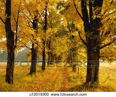 Stock Image - Colored leaves. Fotosearch