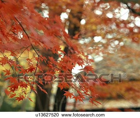 Colored leaves View Large Photo Image Stock Image - Colored leaves. Fotosearch
