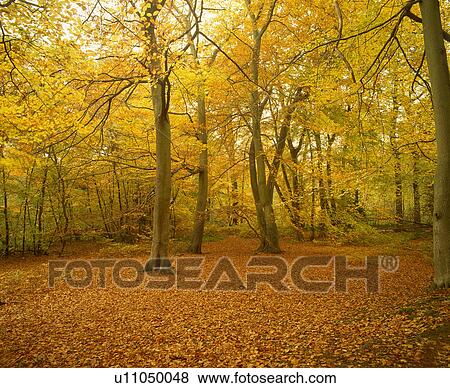 Colored leaves View Large Photo Image Stock Photo - Colored leaves. Fotosearch