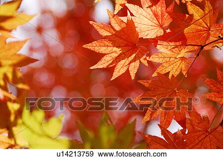 Stock Photo - Colored leaves. Fotosearch