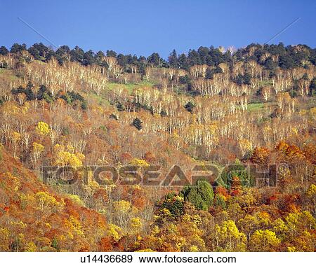 Stock Photo - Colored leaves. Fotosearch