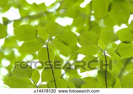 Fresh green View Large Photo Image Stock Image - Fresh green. Fotosearch