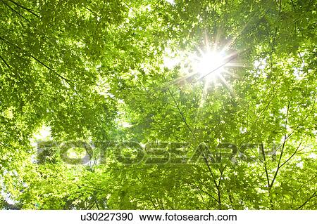 Stock Image - Fresh green. Fotosearch