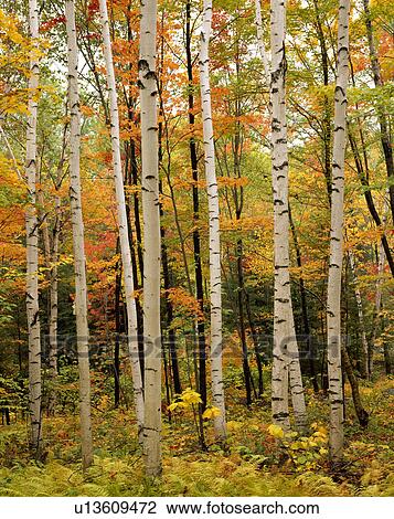 Laurentian mountains View Large Photo Image Stock Image - Laurentian mountains. Fotosearch