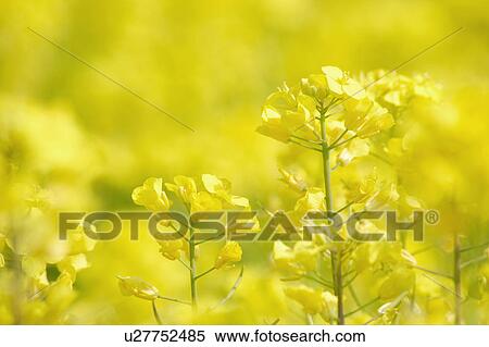 Rape blossoms View Large Photo Image Stock Photography - Rape blossoms. Fotosearch