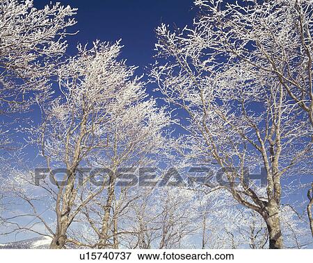 Stock Photo - Rime on trees. Fotosearch