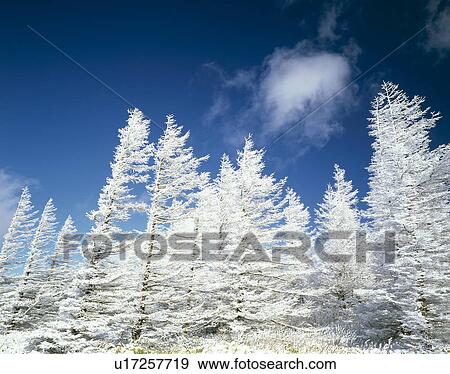 Stock Photo - Rime on trees. Fotosearch
