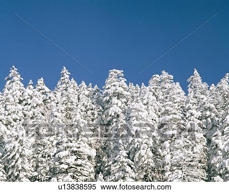 Rime on trees View Large Photo Image Stock Photography - Rime on trees. Fotosearch