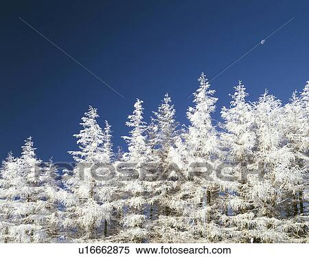 Stock Photography - Rime on trees. Fotosearch
