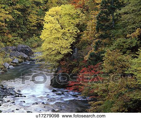 Stock Photo - Shirakami-Sanchi. Fotosearch