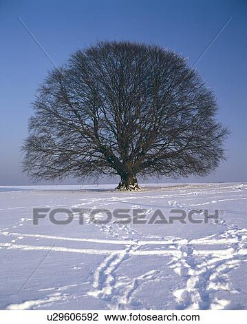Snowy field View Large Photo Image Stock Image - Snowy field. Fotosearch