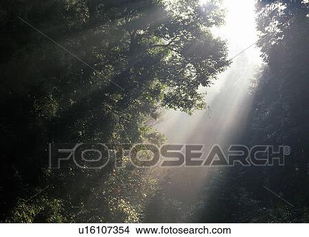 Picture - Sunshine. Fotosearch