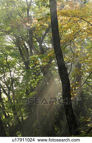 Sunshine View Large Photo Image Picture - Sunshine. Fotosearch