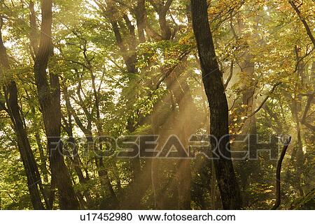 Stock Image - Sunshine. Fotosearch