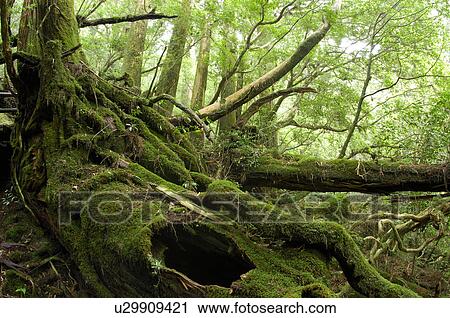 Stock Image - Yakushima Island. Fotosearch