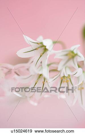 Stock Photo - Allium giganteum. Fotosearch