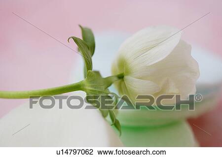 Stock Image - Anemone. Fotosearch