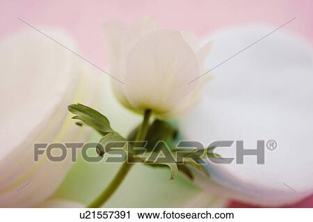 Stock Image - Anemone. Fotosearch