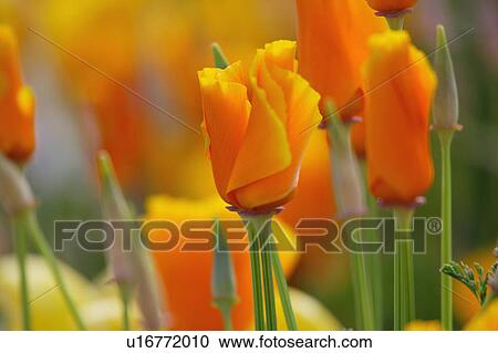 California poppy View Large Photo Image Stock Image - California poppy. Fotosearch