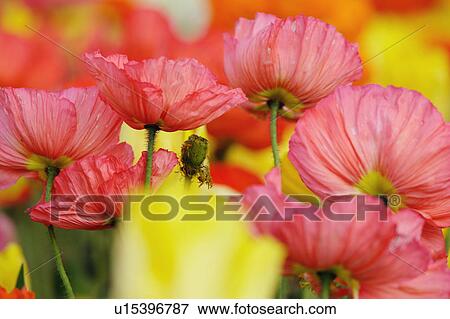 Stock Photo - Coquelicot. Fotosearch
