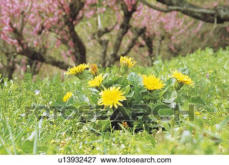 Stock Photo - Dandelion. Fotosearch