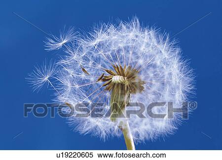 Stock Photography - Dandelion. Fotosearch