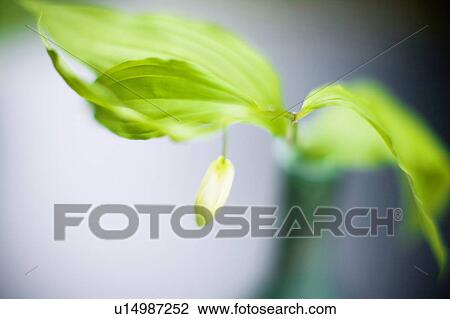 Disporum sessile View Large Photo Image Stock Image - Disporum sessile. Fotosearch